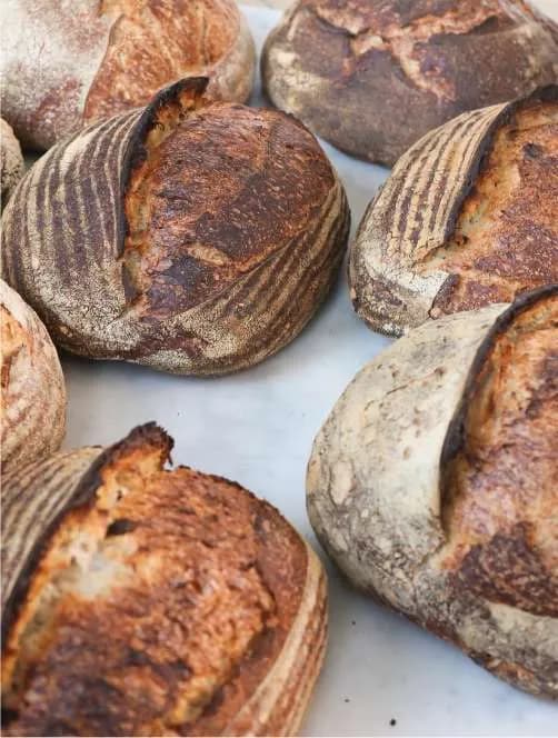 A freshly baked classic sourdough loaf